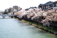 View of cherry blossom along the Kasano River, Kanazawa